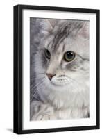 Turkish Blue Silver Mackerel Tabby-null-Framed Photographic Print