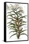 Turkish Corn, 1735-Elizabeth Blackwell-Framed Stretched Canvas