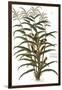 Turkish Corn, 1735-Elizabeth Blackwell-Framed Giclee Print