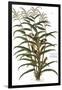 Turkish Corn, 1735-Elizabeth Blackwell-Framed Giclee Print