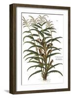 Turkish Corn, 1735-Elizabeth Blackwell-Framed Giclee Print