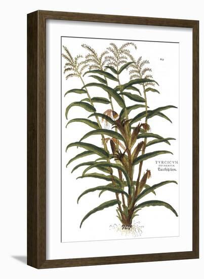 Turkish Corn, 1735-Elizabeth Blackwell-Framed Giclee Print