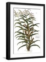 Turkish Corn, 1735-Elizabeth Blackwell-Framed Giclee Print