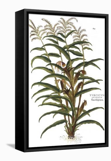 Turkish Corn, 1735-Elizabeth Blackwell-Framed Stretched Canvas