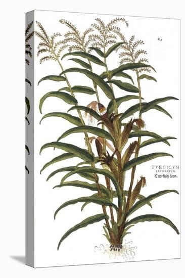 Turkish Corn, 1735-Elizabeth Blackwell-Stretched Canvas