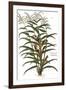 Turkish Corn, 1735-Elizabeth Blackwell-Framed Giclee Print