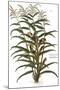 Turkish Corn, 1735-Elizabeth Blackwell-Mounted Giclee Print