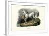 Turkish Horse, 1824-Karl Joseph Brodtmann-Framed Premium Giclee Print