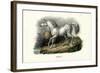 Turkish Horse, 1824-Karl Joseph Brodtmann-Framed Premium Giclee Print