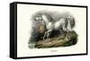 Turkish Horse, 1824-Karl Joseph Brodtmann-Framed Stretched Canvas