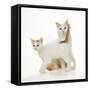 Turkish Van Cat Mother and Kitten-null-Framed Stretched Canvas