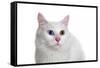 Turkish Van Cat with Different Color Eyes-Fabio Petroni-Framed Stretched Canvas