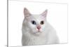 Turkish Van Cat with Different Color Eyes-Fabio Petroni-Stretched Canvas