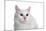 Turkish Van Cat with Different Color Eyes-Fabio Petroni-Mounted Photographic Print