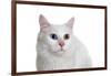 Turkish Van Cat with Different Color Eyes-Fabio Petroni-Framed Photographic Print