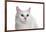 Turkish Van Cat with Different Color Eyes-Fabio Petroni-Framed Photographic Print