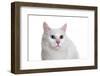 Turkish Van Cat with Different Color Eyes-Fabio Petroni-Framed Photographic Print