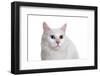 Turkish Van Cat with Different Color Eyes-Fabio Petroni-Framed Photographic Print