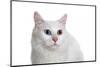 Turkish Van Cat with Different Color Eyes-Fabio Petroni-Mounted Photographic Print