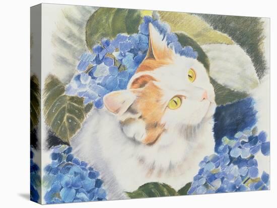 Turkish Van-Anne Robinson-Stretched Canvas