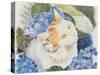 Turkish Van-Anne Robinson-Stretched Canvas