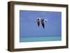 Turks Bird In Flight, 2011-null-Framed Photographic Print