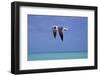 Turks Bird In Flight, 2011-null-Framed Photographic Print