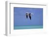 Turks Bird In Flight, 2011-null-Framed Photographic Print