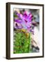 Turmeric Flower, Kerala, India, Asia-Martin Child-Framed Photographic Print