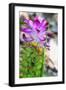 Turmeric Flower, Kerala, India, Asia-Martin Child-Framed Photographic Print