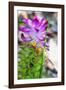 Turmeric Flower, Kerala, India, Asia-Martin Child-Framed Photographic Print