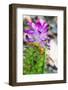 Turmeric Flower, Kerala, India, Asia-Martin Child-Framed Photographic Print