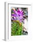 Turmeric Flower, Kerala, India, Asia-Martin Child-Framed Photographic Print