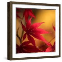 Turned to Solar Light-Philippe Sainte-Laudy-Framed Photographic Print