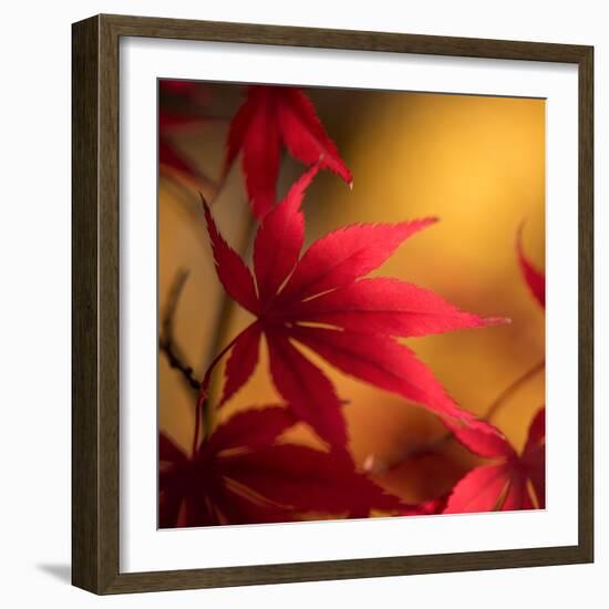 Turned to Solar Light-Philippe Sainte-Laudy-Framed Photographic Print