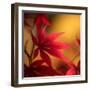 Turned to Solar Light-Philippe Sainte-Laudy-Framed Photographic Print