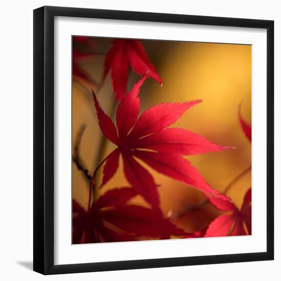 Turned to Solar Light-Philippe Sainte-Laudy-Framed Photographic Print