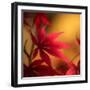 Turned to Solar Light-Philippe Sainte-Laudy-Framed Photographic Print