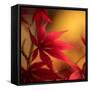 Turned to Solar Light-Philippe Sainte-Laudy-Framed Stretched Canvas