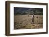 Turning hay by hand, farmer in Longdale Valley, Lake District, c1960-CM Dixon-Framed Photographic Print