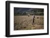 Turning hay by hand, farmer in Longdale Valley, Lake District, c1960-CM Dixon-Framed Photographic Print