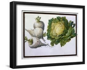 Turnip, Cabbage-Claude Aubriet-Framed Giclee Print