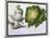 Turnip, Cabbage-Claude Aubriet-Mounted Giclee Print