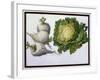 Turnip, Cabbage-Claude Aubriet-Framed Giclee Print