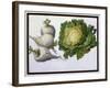 Turnip, Cabbage-Claude Aubriet-Framed Giclee Print