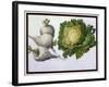 Turnip, Cabbage-Claude Aubriet-Framed Giclee Print