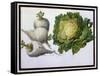 Turnip, Cabbage-Claude Aubriet-Framed Stretched Canvas