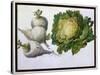 Turnip, Cabbage-Claude Aubriet-Stretched Canvas