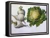 Turnip, Cabbage-Claude Aubriet-Framed Stretched Canvas