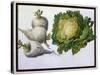 Turnip, Cabbage-Claude Aubriet-Stretched Canvas